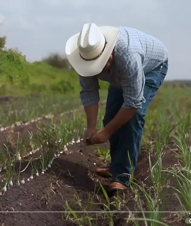 Campesino trabajando en cultivos de proyectos productivos para el desarrollo rural en el departamento del Meta - ASMETA.