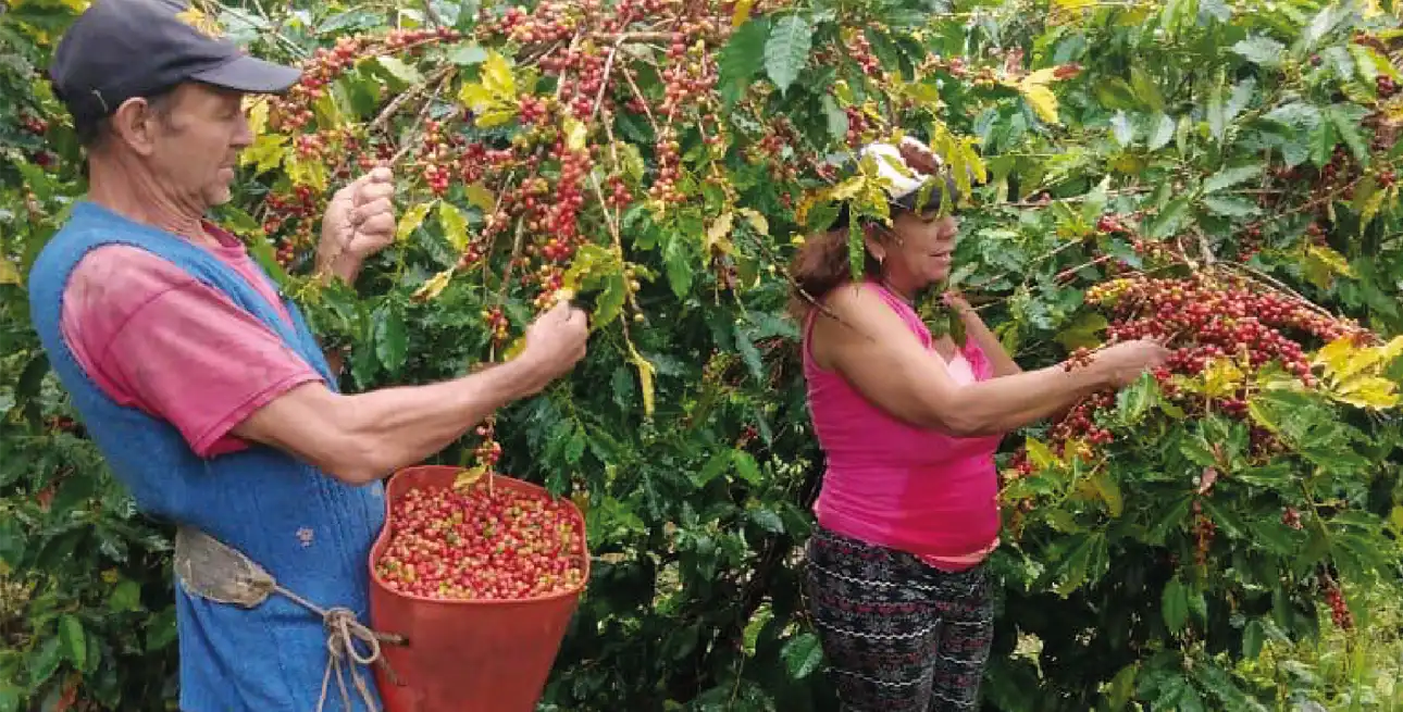 Productora rural con los brazos abiertos en un cultivo del Meta, simbolizando el éxito del proyecto de seguridad alimentaria y el desarrollo rural integral.